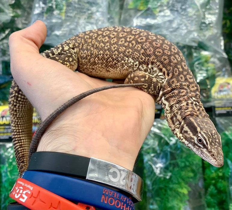 CB25 Ackie Monitor (Varanus Acanthurus)