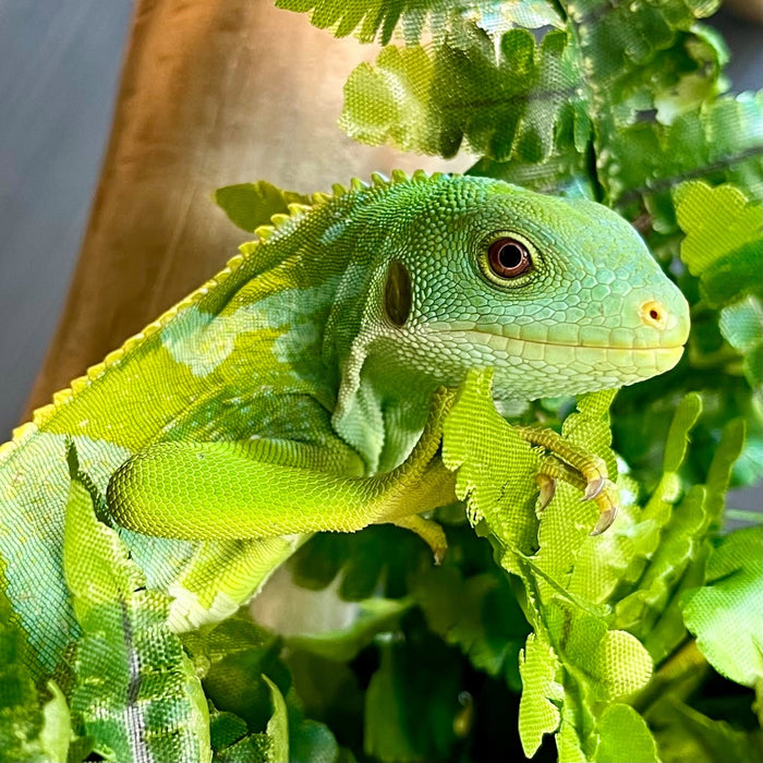 CB21 Fiji Banded Iguana