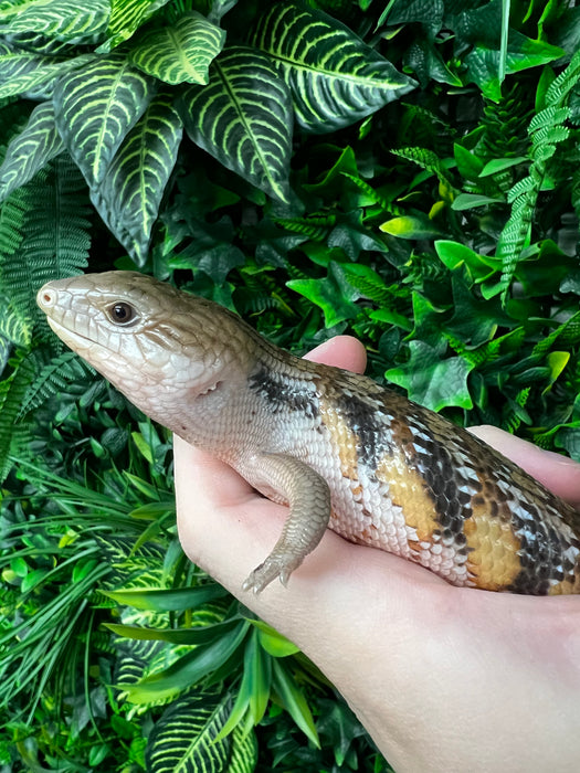 CB Northern Blue Tongued Skinks