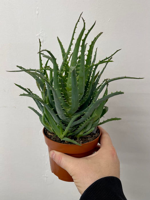 PR Live plant: Torch Aloe (Large)