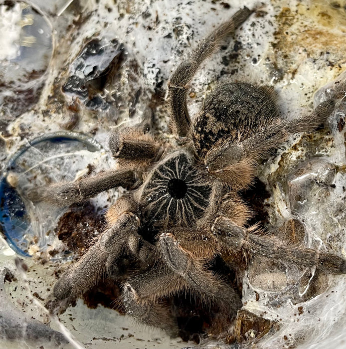 CB Female Unicorn Horned Baboon Tarantula