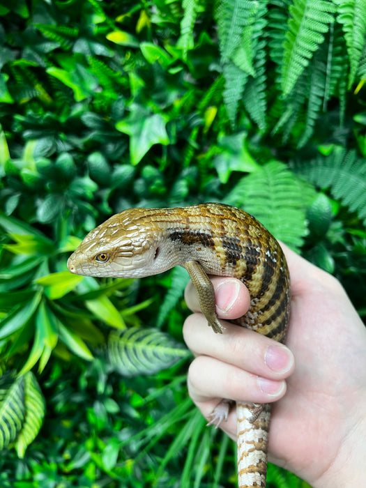 CB Northern Blue Tongued Skinks