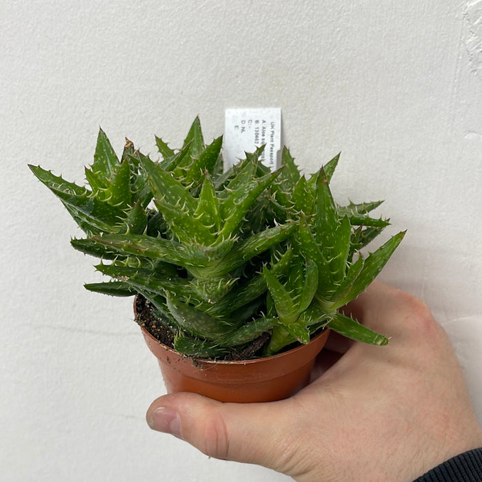 PR Live plant. Aloe squarrosa (Medium)