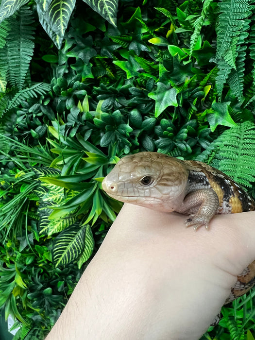 CB Northern Blue Tongued Skinks