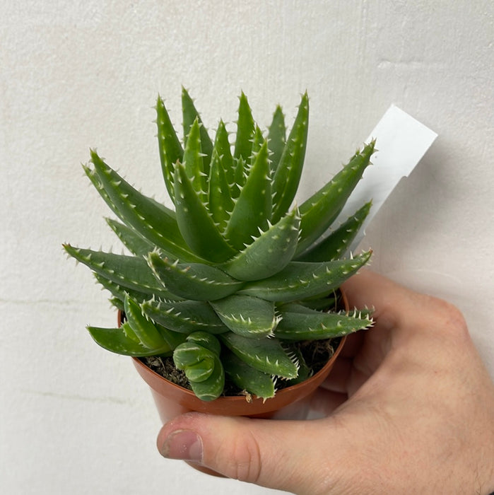 PR Live Plant. Aloe mitriformis (Medium)