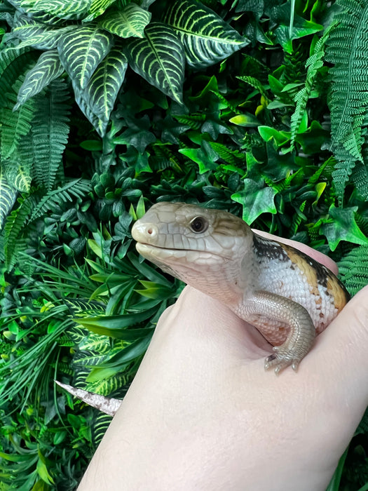 CB Northern Blue Tongued Skinks