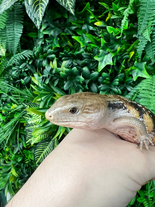 CB Northern Blue Tongued Skinks