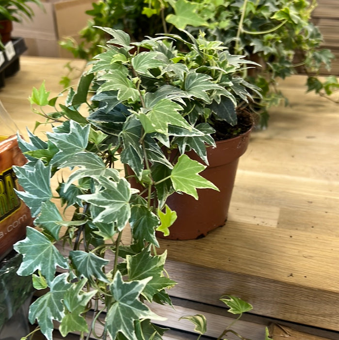 Hedera Mix (13cm pot)