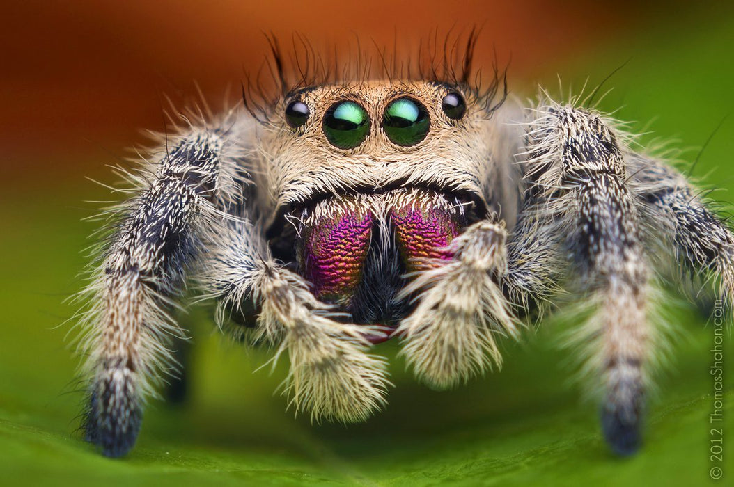 CB Regal Jumping Spider (Phidippus Regius)