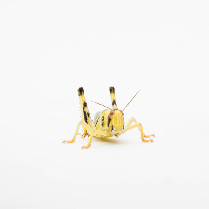 Extra-Large Locust Livefood Tub (M, 5th)