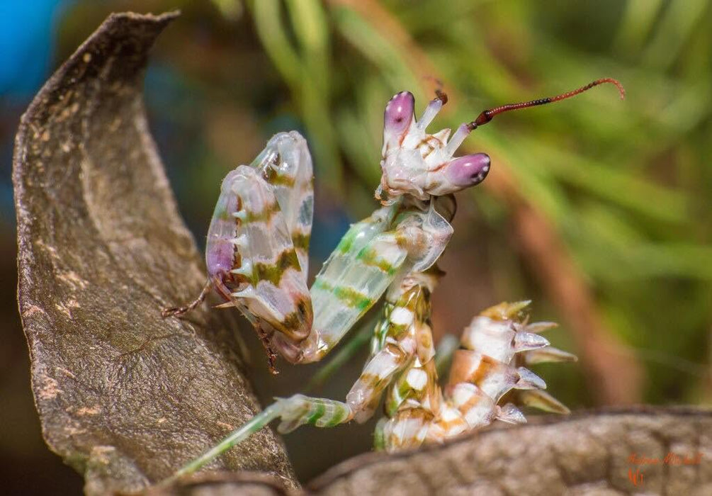 CB Spiny Flower Mantis