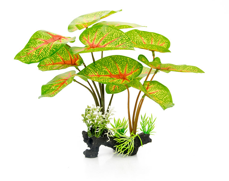 GiganTerra Plant Caladium 30cm