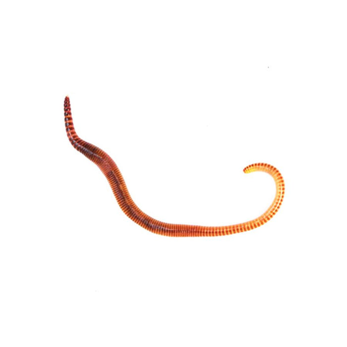 Medium Worms (Dendrobaena) pre-pack 15
