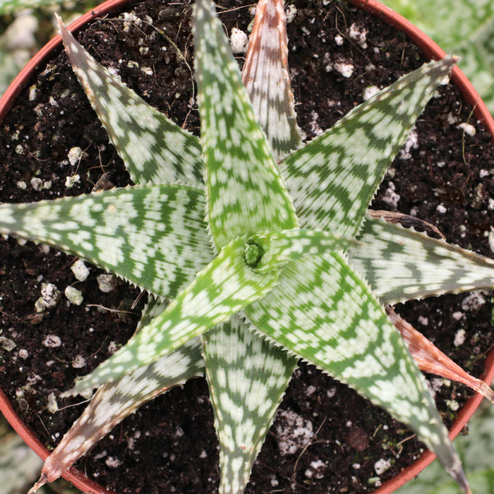 Live Plant Aloe Rauhii 'Snow Flake' (Medium)