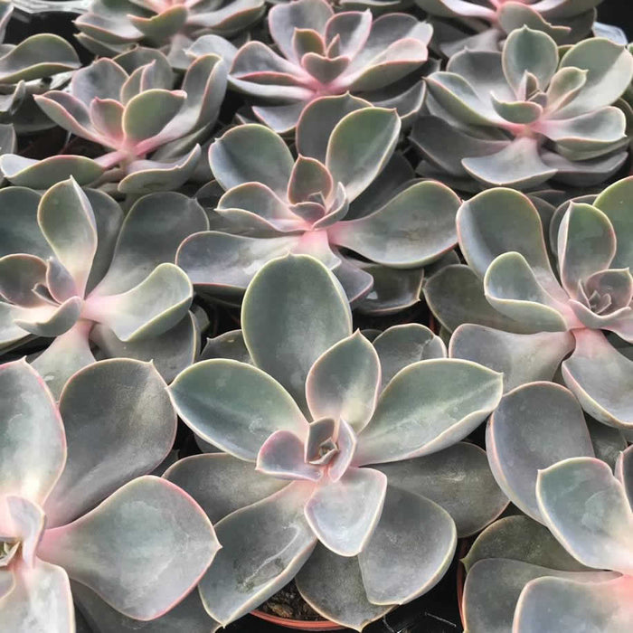 ProRep Live Plant Echeveria Purple Perle (Medium)
