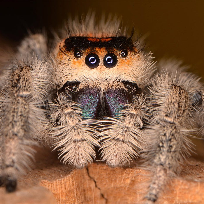 CB Sub-Adult Regal Jumping Spider