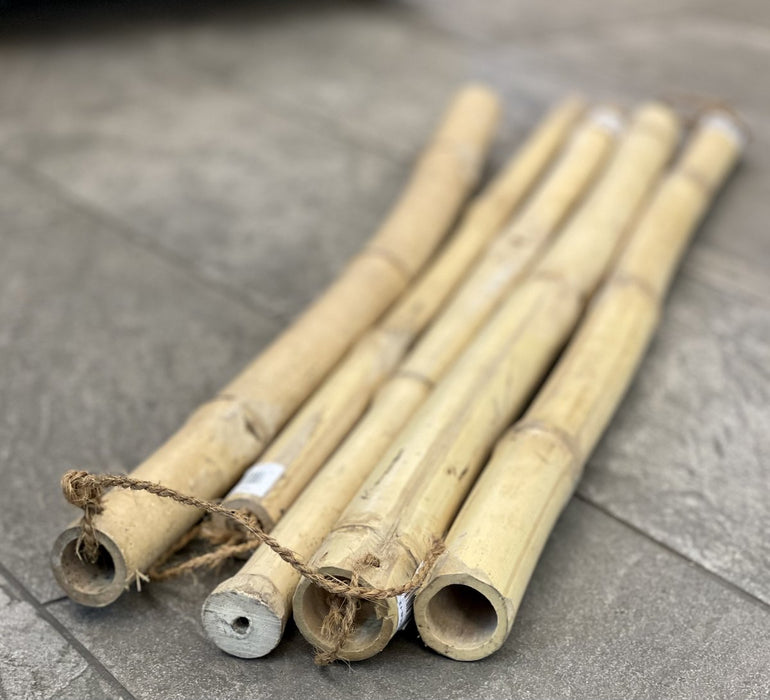 Lucky Reptile Bamboo Stick - 5cm x 100cm