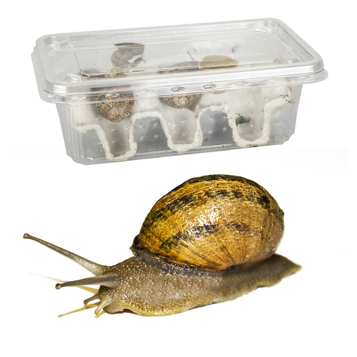 Snails Pre-Pack, 6 x Large