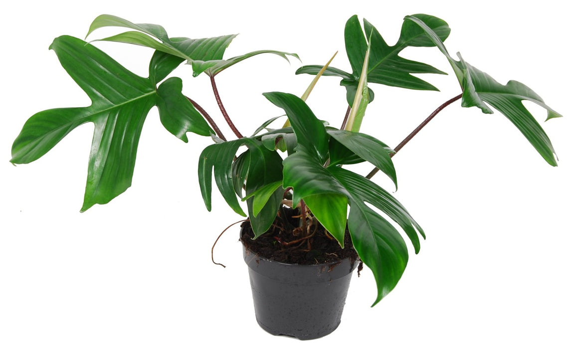 ProRep Live Plant Philodendron "Florida Green" XL
