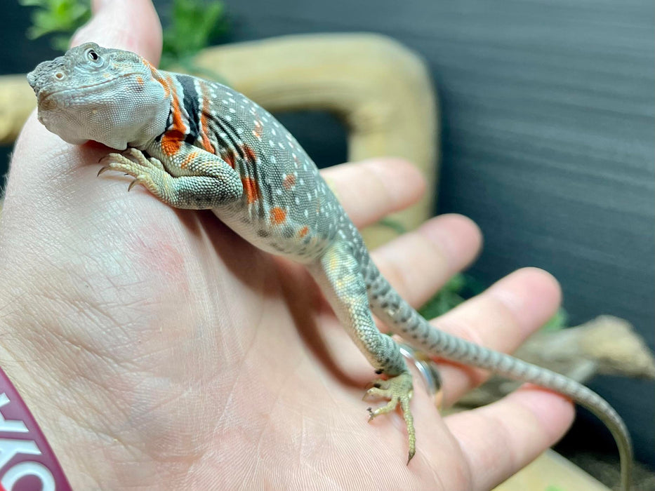 CB Eastern Collared Lizard