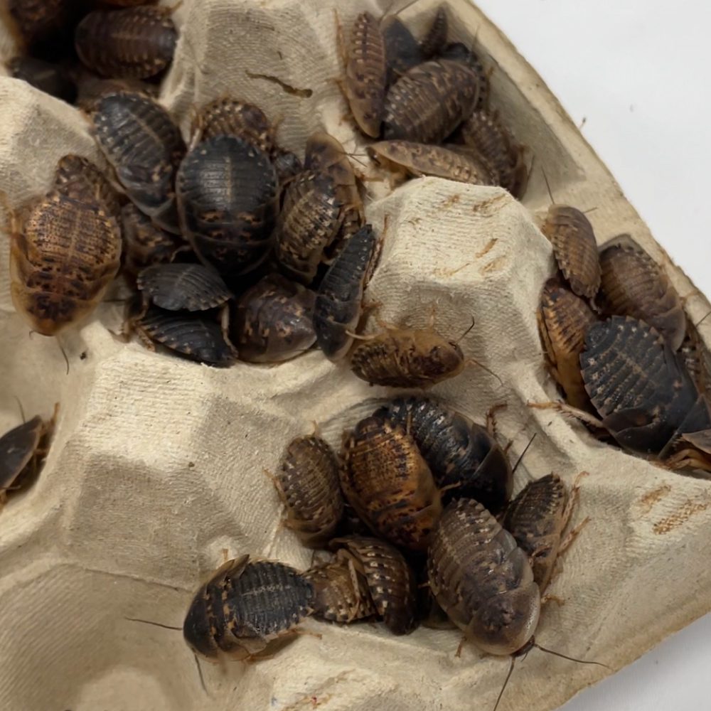 Roaches Shell Dubia Cockroaches (Bag of 100), Medium — The Reptile Hotel