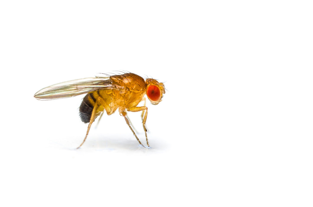 Golden Fruit Fly Culture (D. Melanogaster)