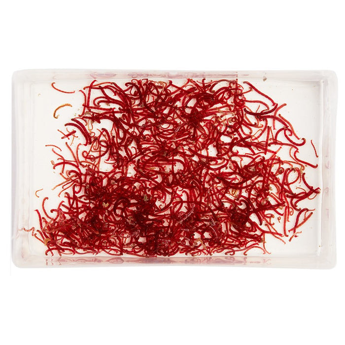 LIVE Bloodworm SMALL (100ml)