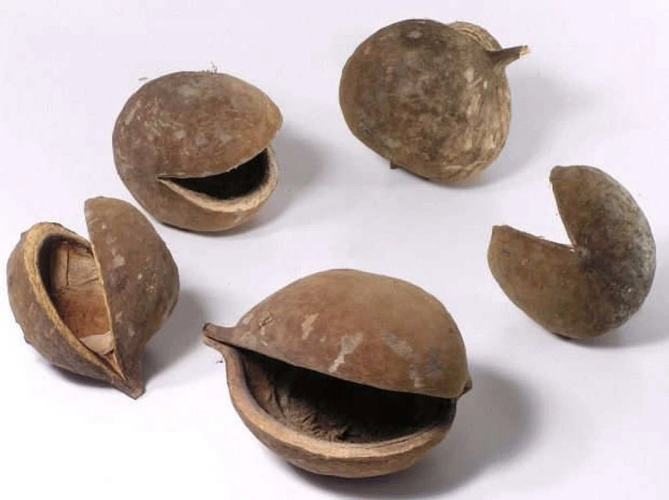 Buddha Nut (8-12cm)