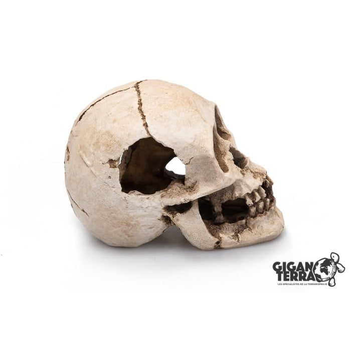 GiganTerra Human Skull 16cm