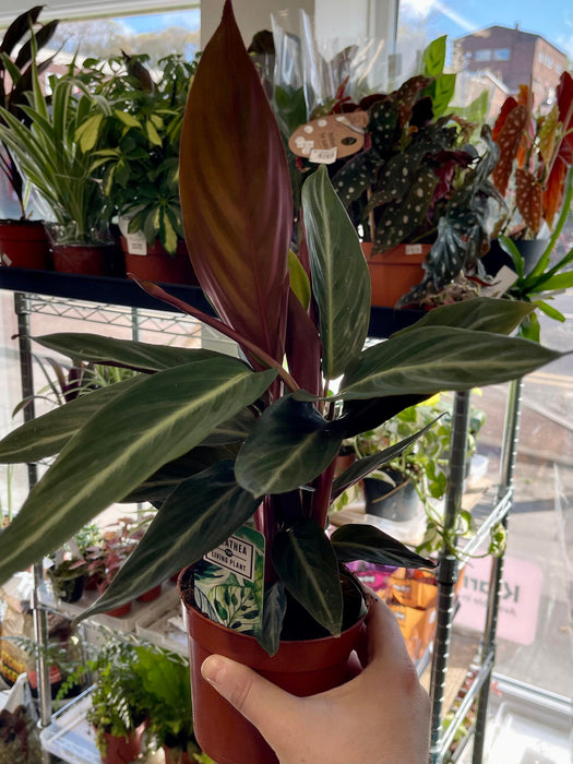 Live Plant Calathea (Mixed Species)