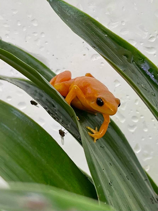 CB Golden Mantella (Mantella Aurantiaca)