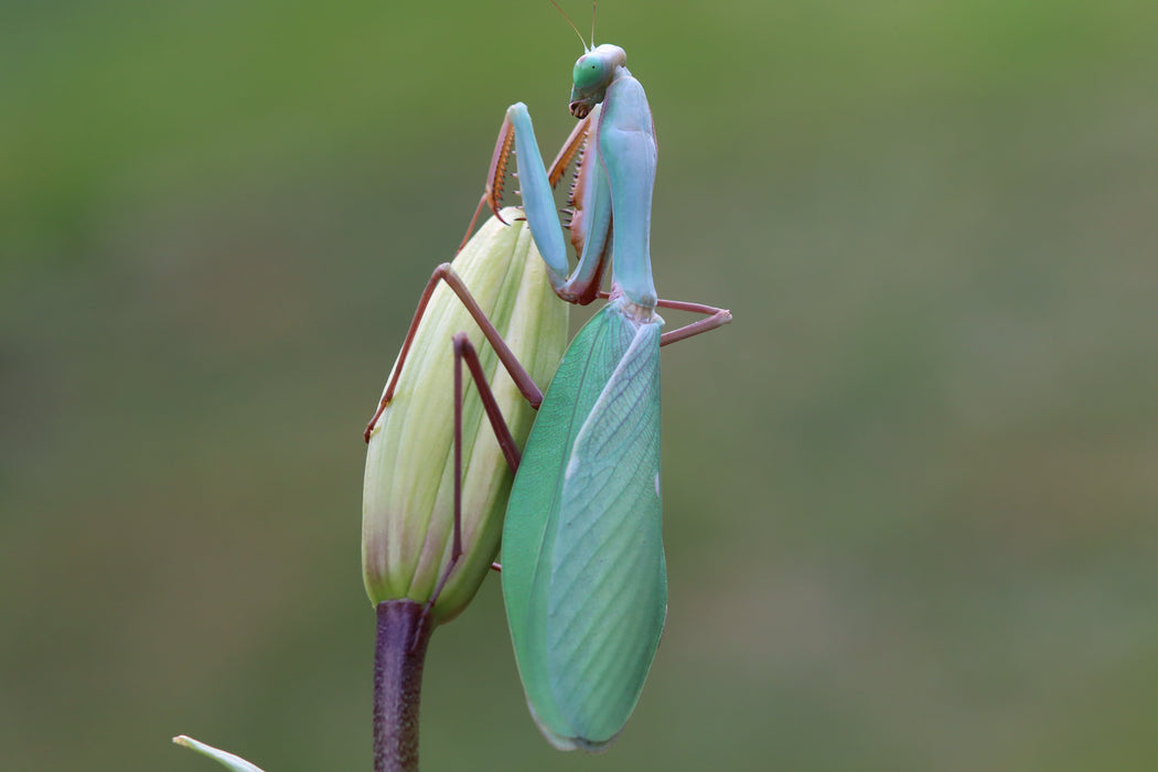 CB Blue Mantis