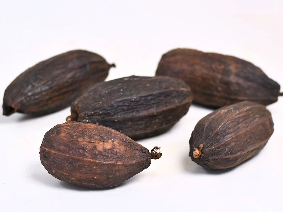 Cocoa Pod Brown (12 - 18cm)