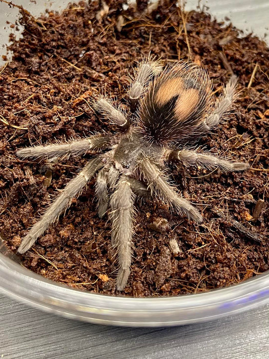 CB Salmon Pink Birdeater Tarantula (Lasiodora Parahybana)