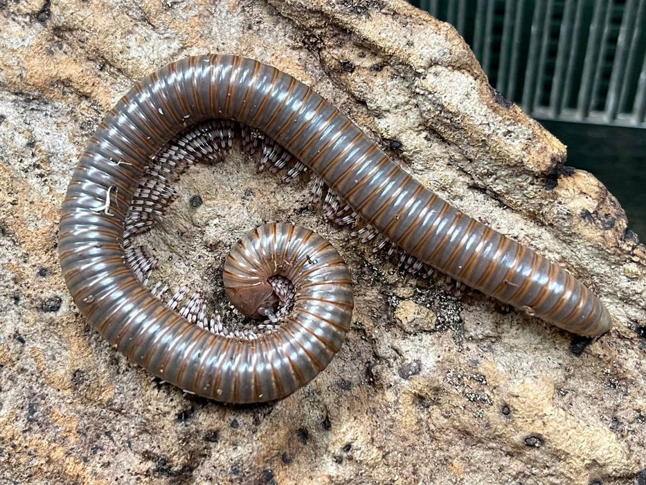 CB Ghana Speckled Millipede