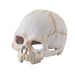 Exo-Terra Primate Skull Small Default Title