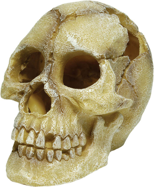 RS Skull Human 12 x 18 x 13cm Default Title