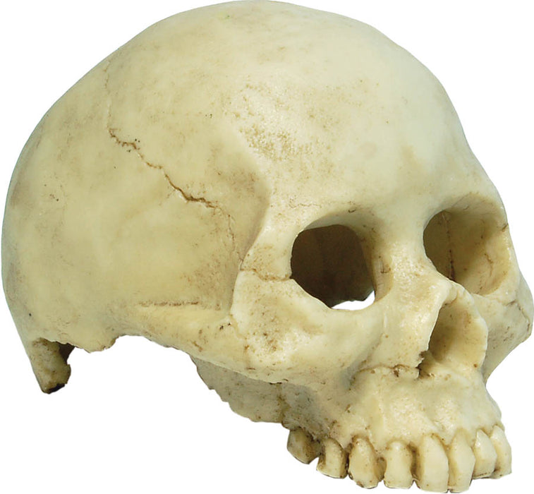 RS Skull Human 13.5 x 9 x 9cm F Default Title