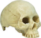 RS Skull Human 13.5 x 9 x 9cm F Default Title