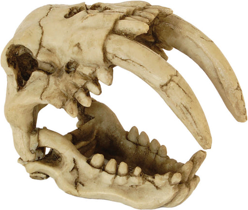 RS Skull Saber Tooth Tiger 15.5x8.5x11.5cm Default Title