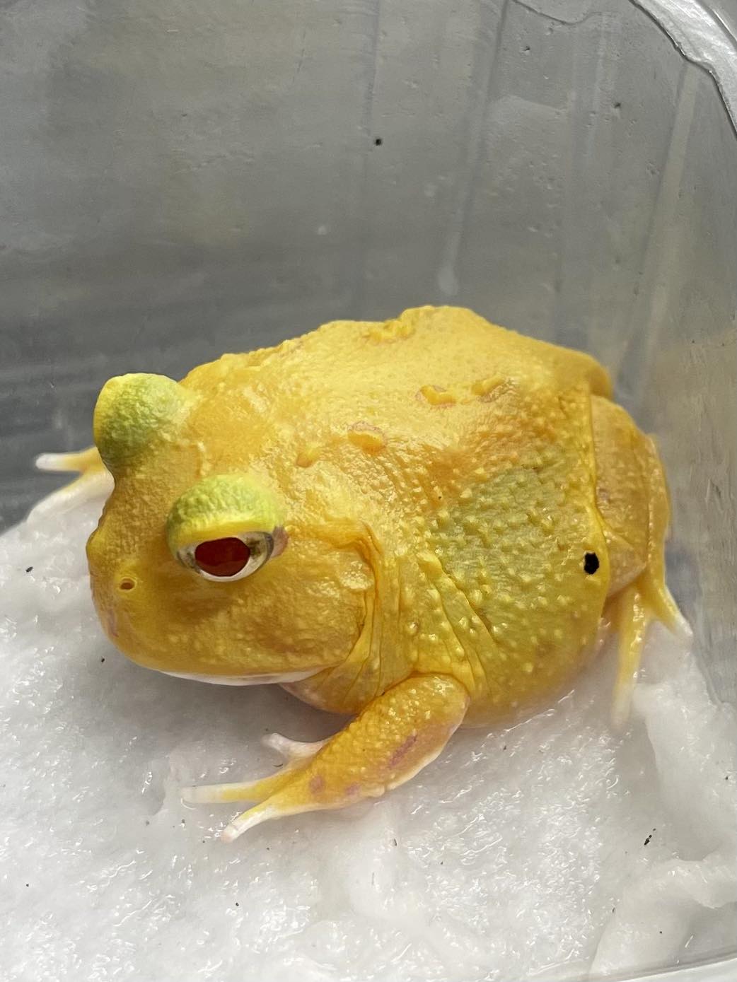 CB Pikachu Horned Frog — The Reptile Hotel