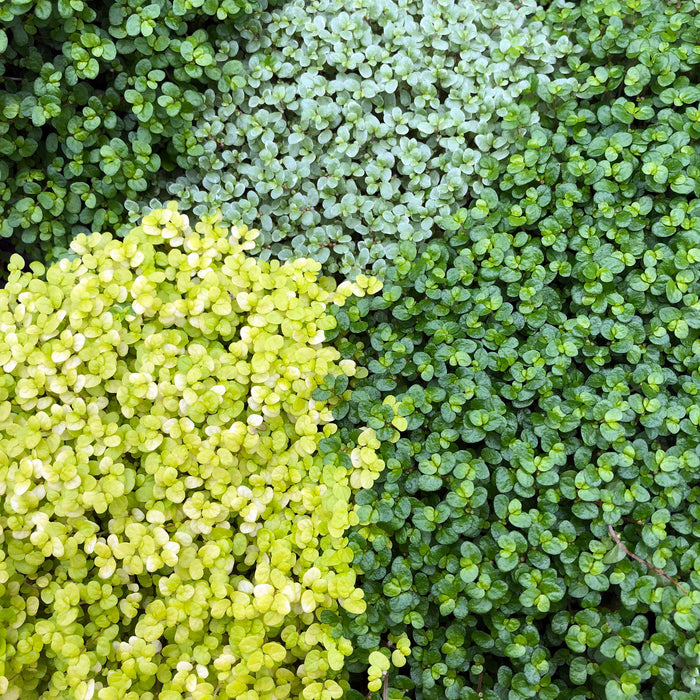 Live Plant (Soleirolia soleirolii) (8.5cm Pot)