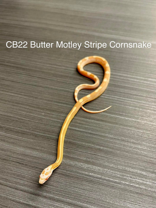 Cb Butter Motley Stripe Cornsnake