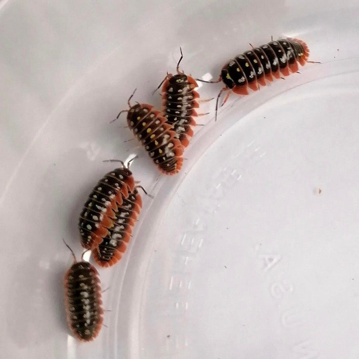 CB Clown Isopod (Pack of 10)