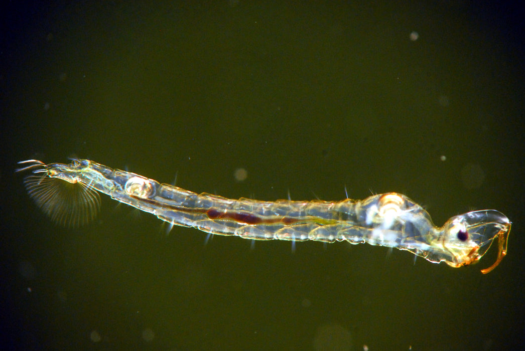 LIVE Glassworm (100ml)