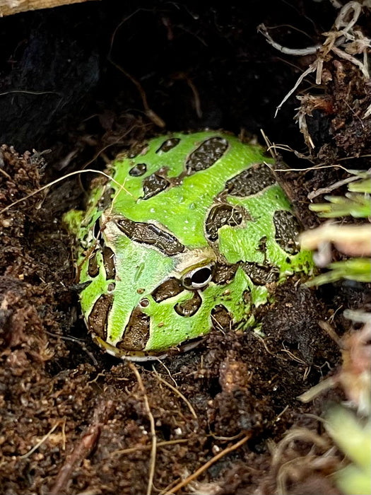 CB Green Horned Frog