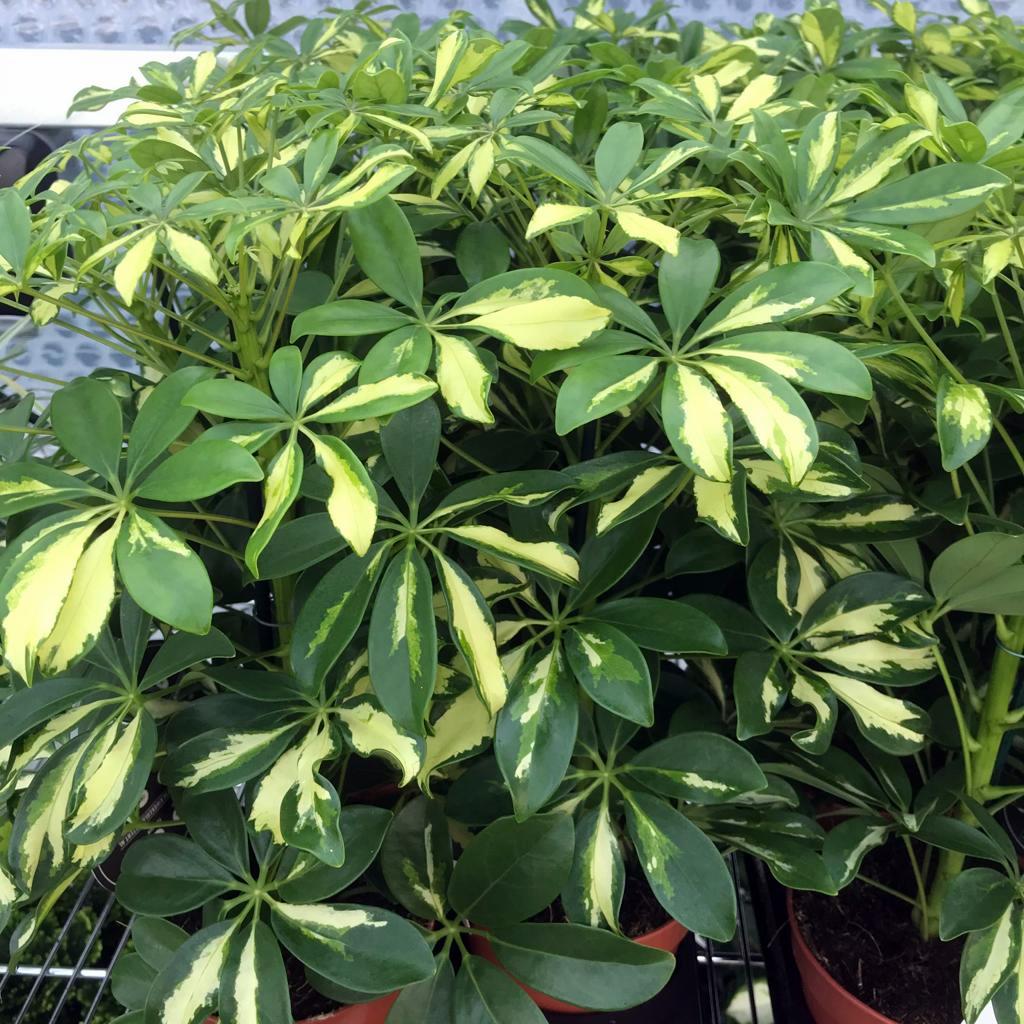 schefflera arboricola large Live Plant Umbrella Tree (Large) (Gold Capella) — The Reptile Hotel
