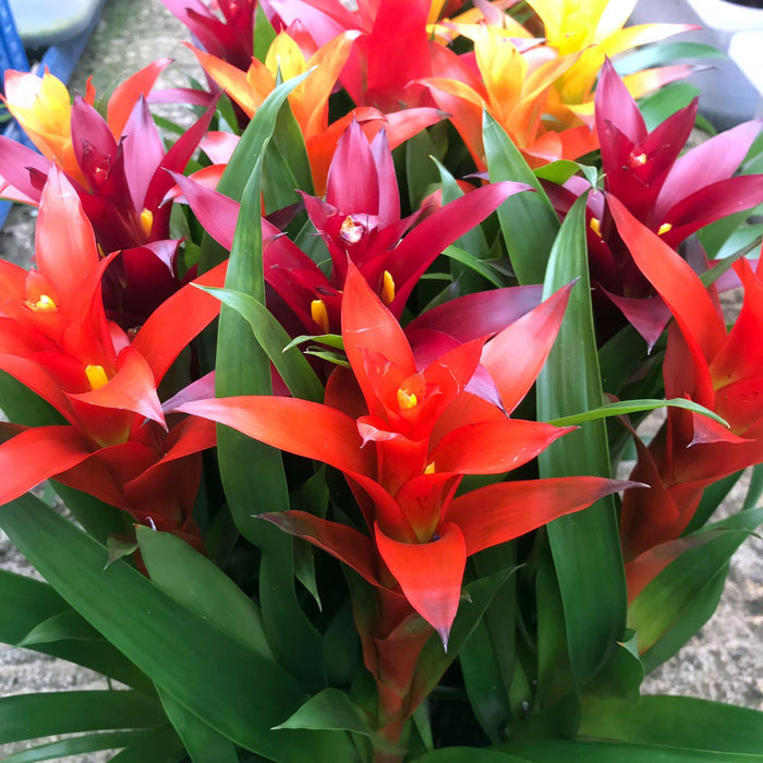Live Plant Bromeliad 'Mixed Colours' (Medium)