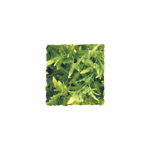 Zoo Med Bolivian Croton  Small Default Title