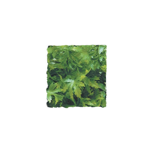 Zoo Med Cannabis  Large Default Title